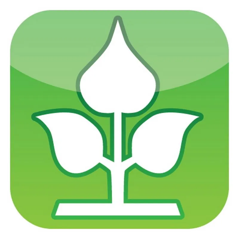 Schilfrohrmatte St.Tropez