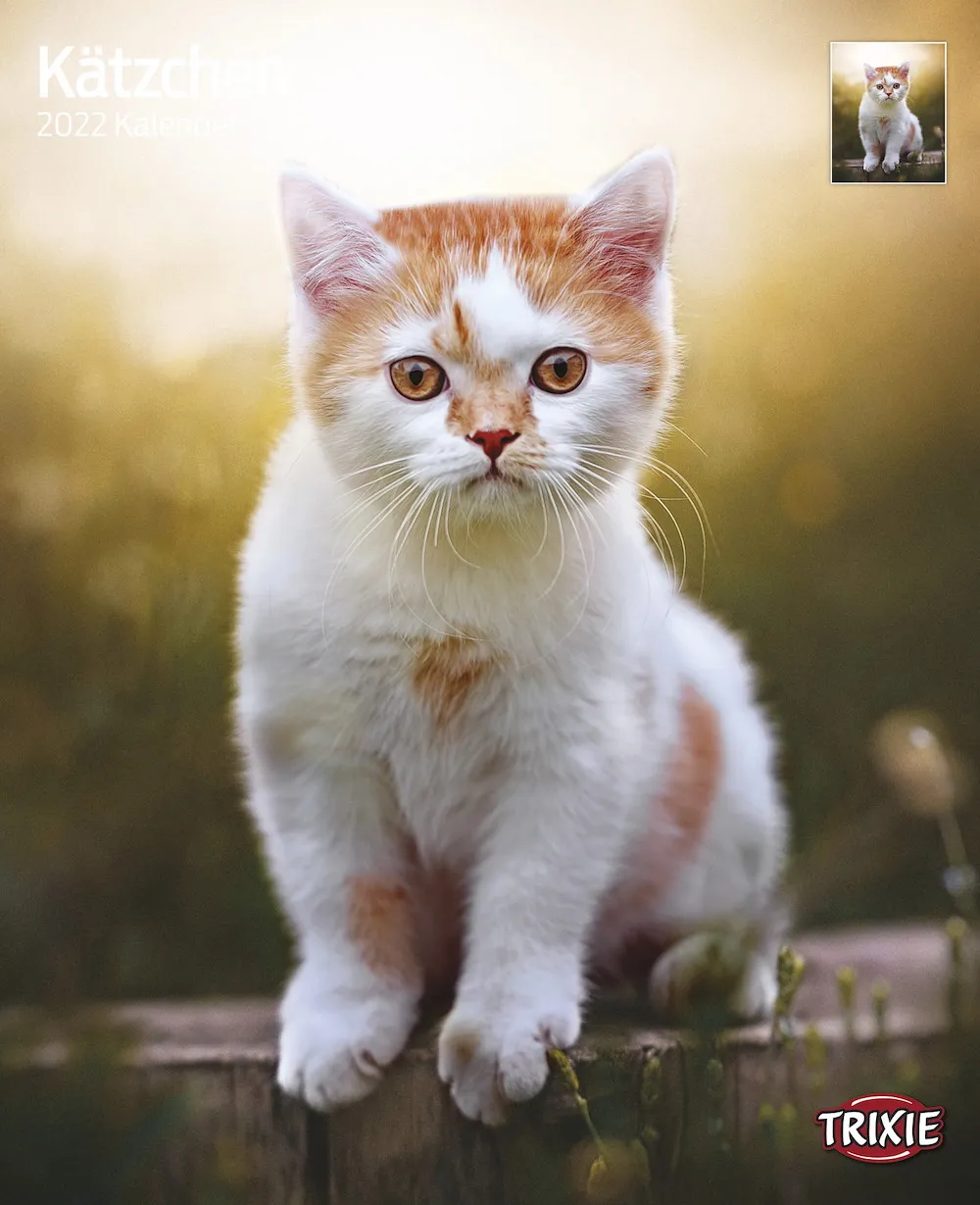 Kalender K&auml;tzchen
