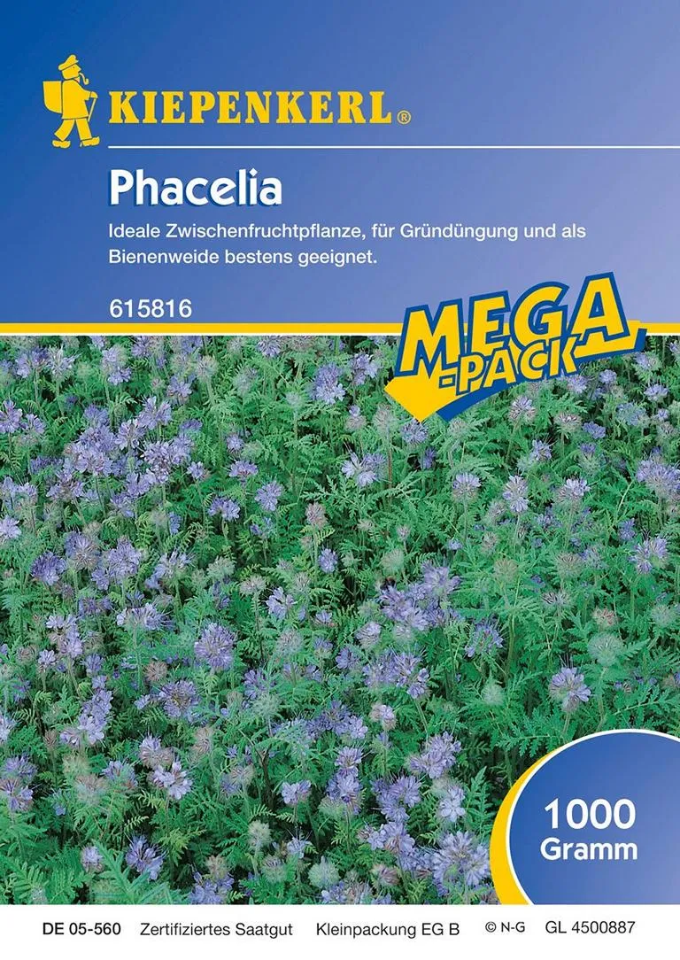 Nebelung Kiep. Phacelia