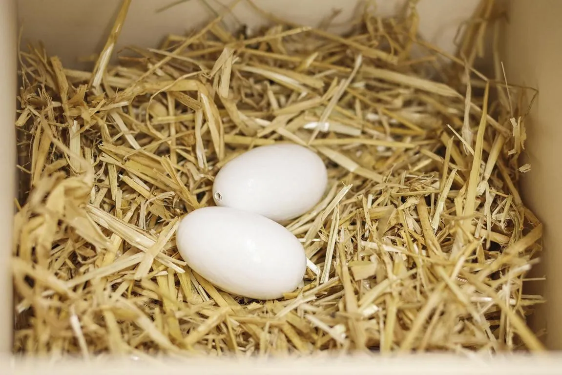 Nesteier f&uuml;r H&uuml;hner Holz