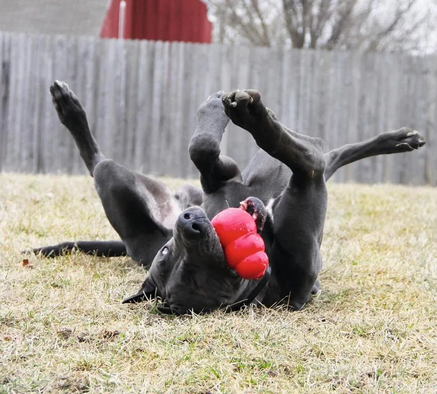 KONG Original Extra Large rot