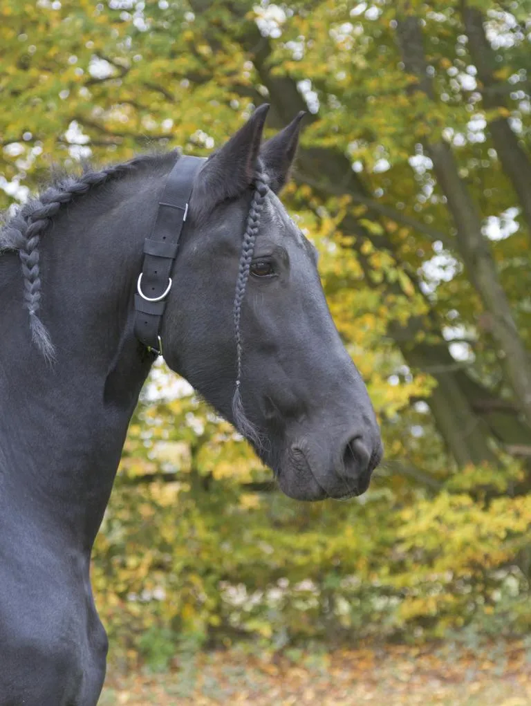 Halsriemen Pferde 5cm