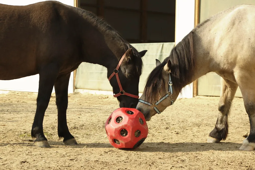 Futterspielball