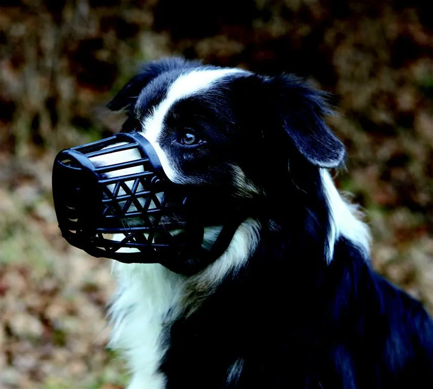 Maulkorb, Kunststoff, L