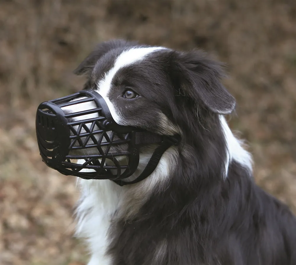 Maulkorb, Kunststoff, L