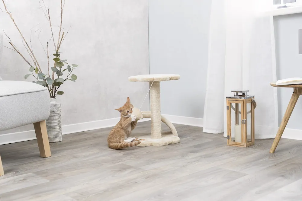 Kratzbaum EUROPA, Langhaar 36