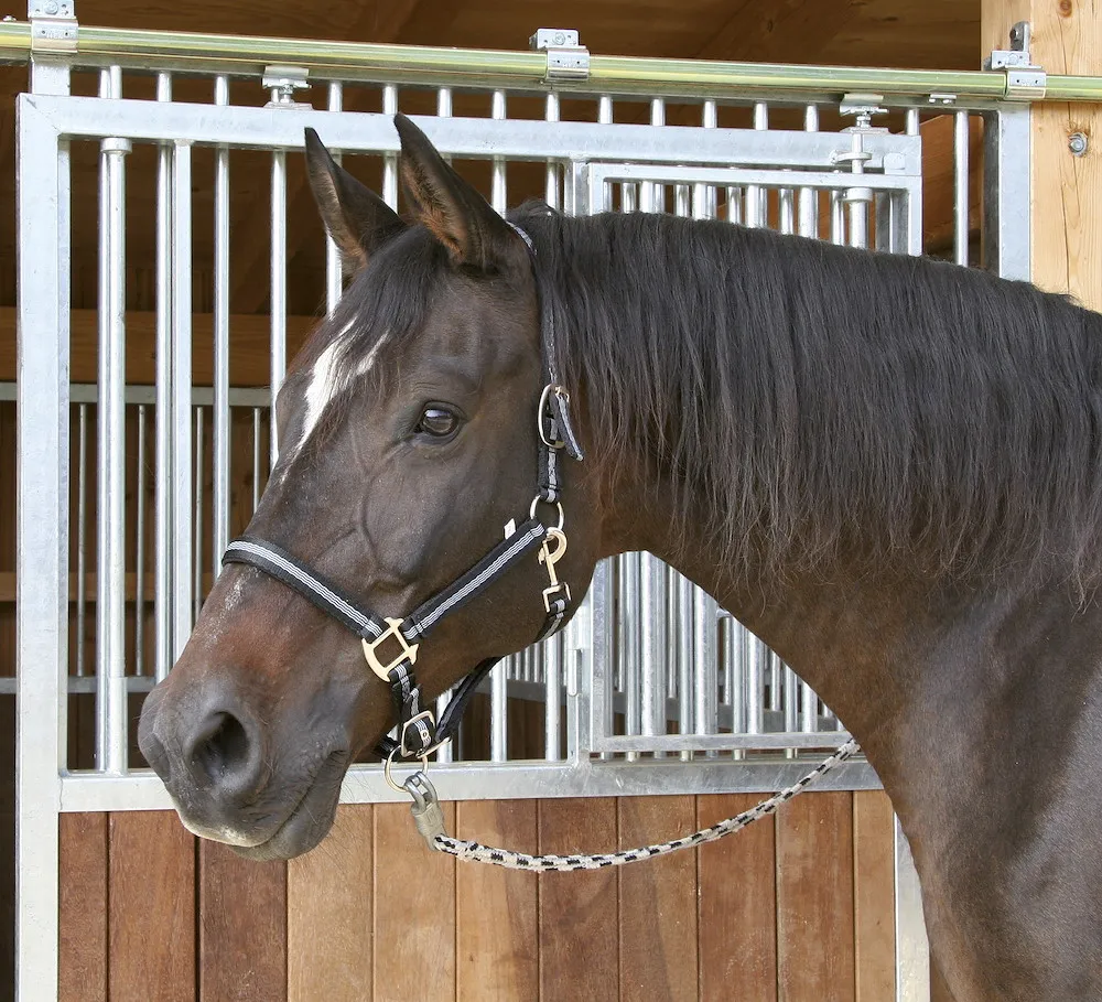 Halfter Mustang 2fach ,