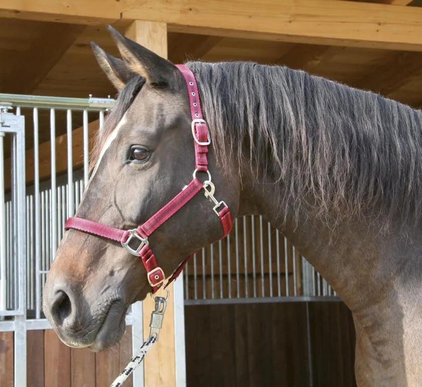 Halfter Mustang 2fach-