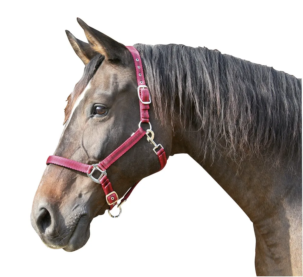 Halfter Mustang 2fach-