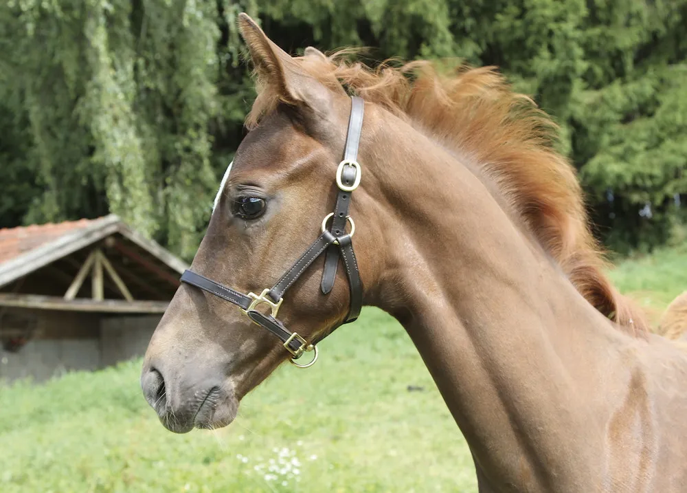 Fohlenhalfter Leder braun
