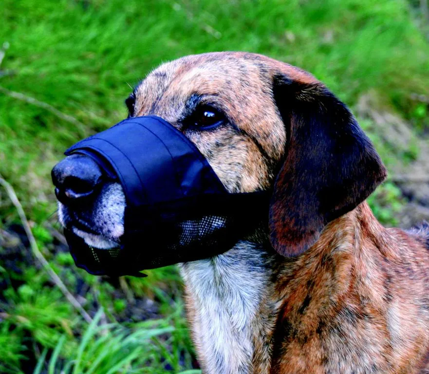 Maulkorb mit Netzeinsatz