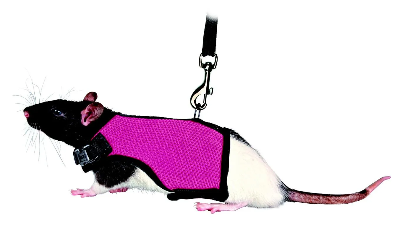 Softgeschirr f&uuml;r Meerschw-