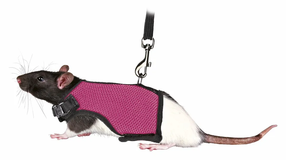 Softgeschirr f&uuml;r Meerschw-