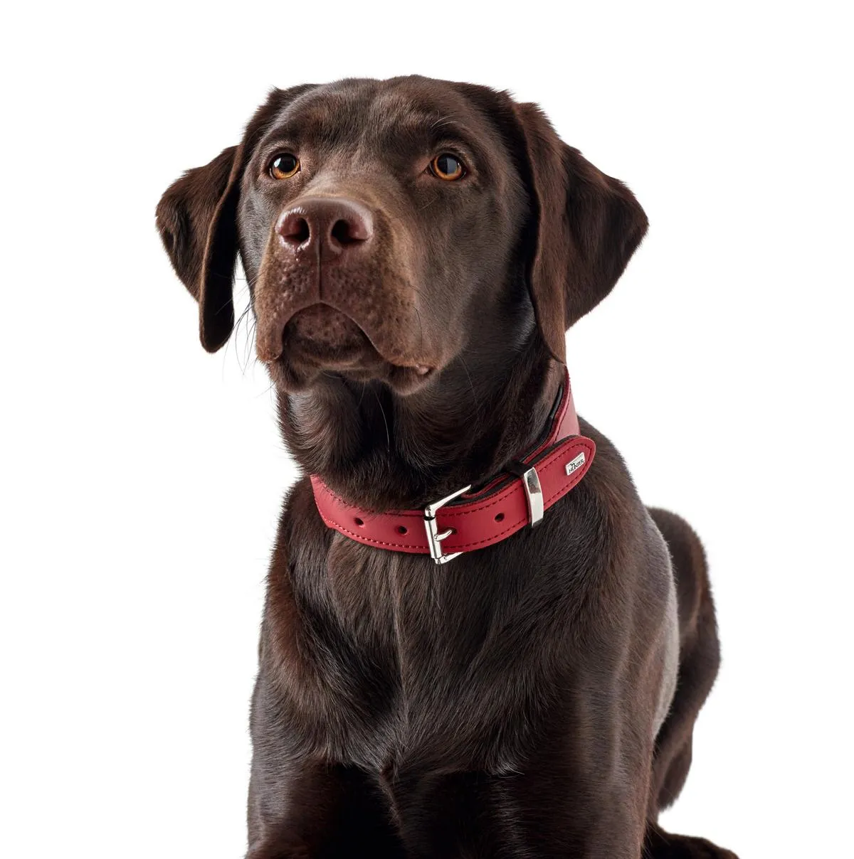 Halsband Basic 55 nickel