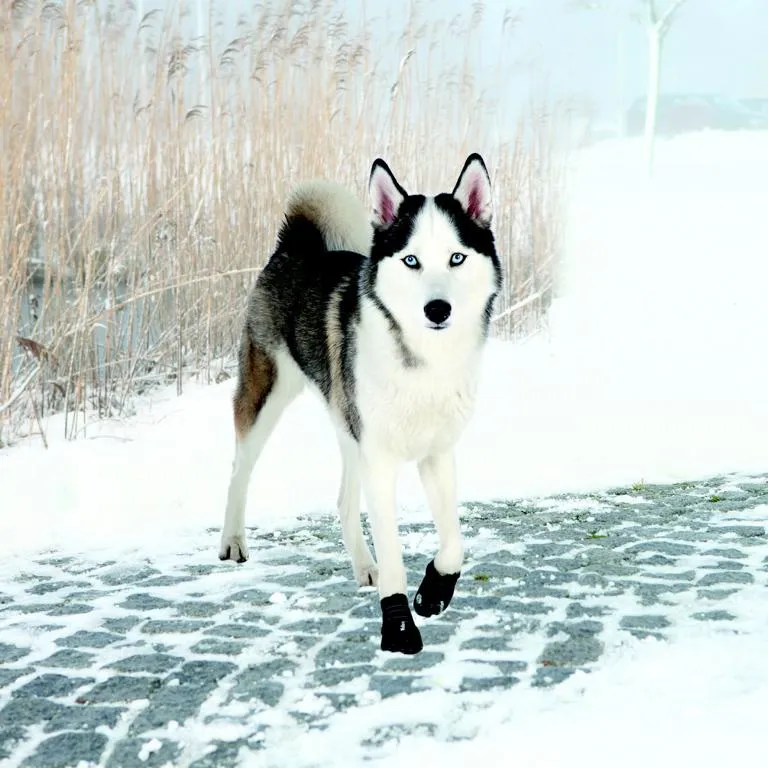 Pfotenschutz Walker Active