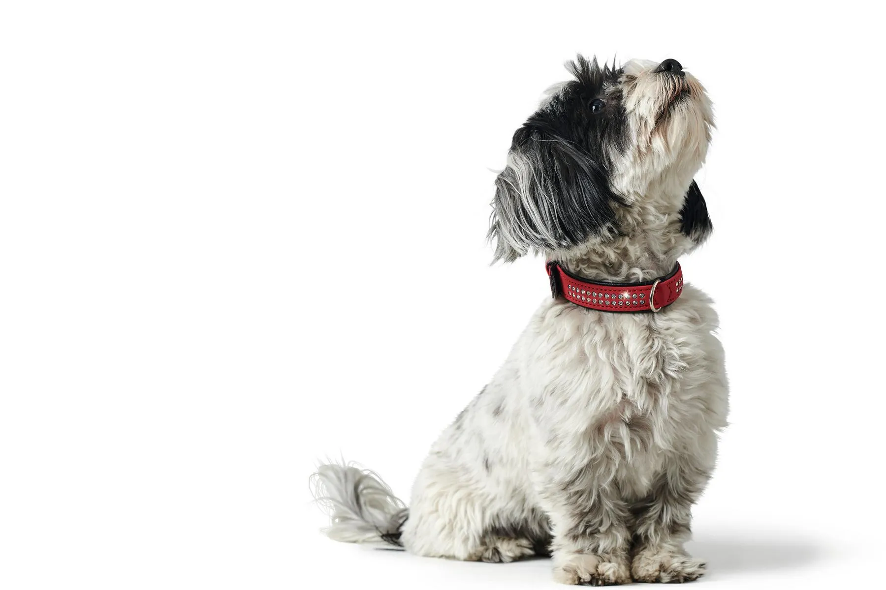 Halsband Softie Deluxe, 40