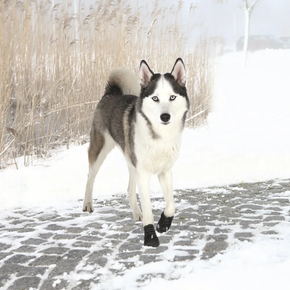 Pfotenschutz Walker Active