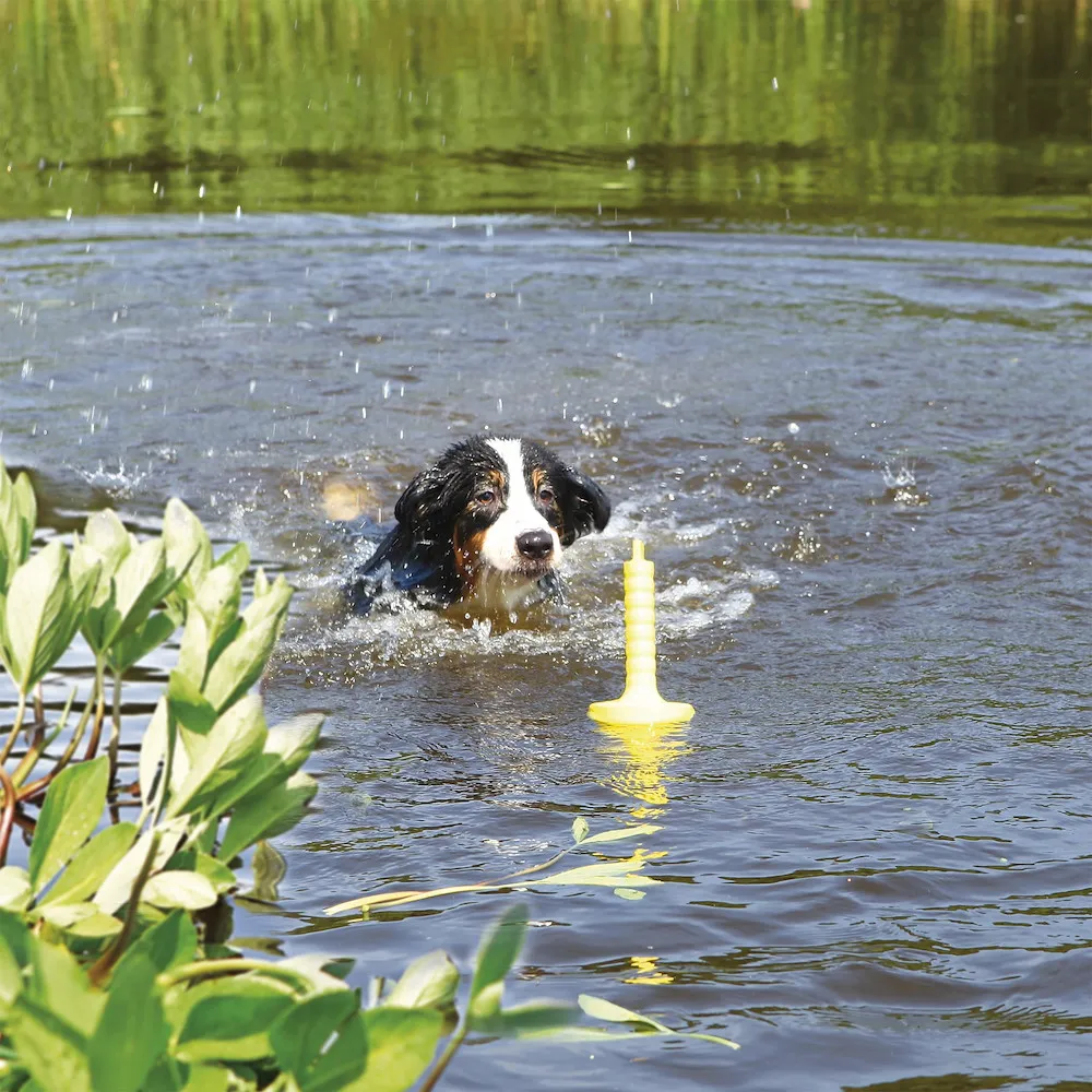 Dog Activity Mot-Aqua