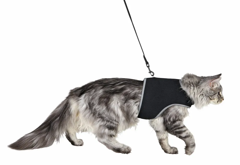 Softgeschirr mit Leine, Katze,