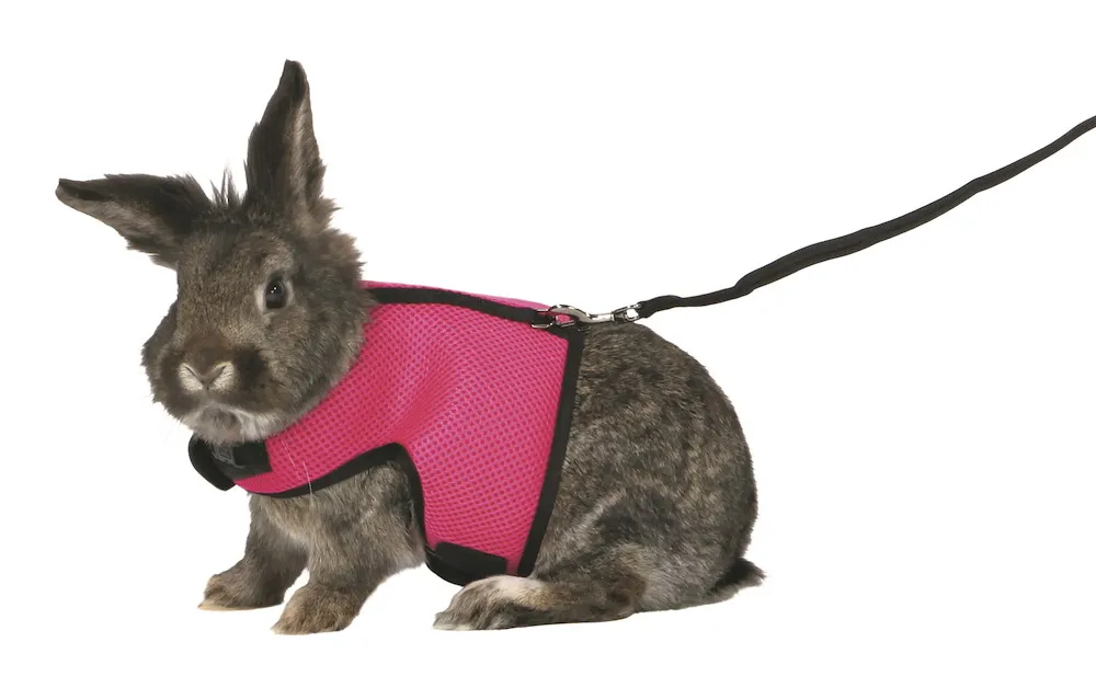 Softgeschirr mit Leine