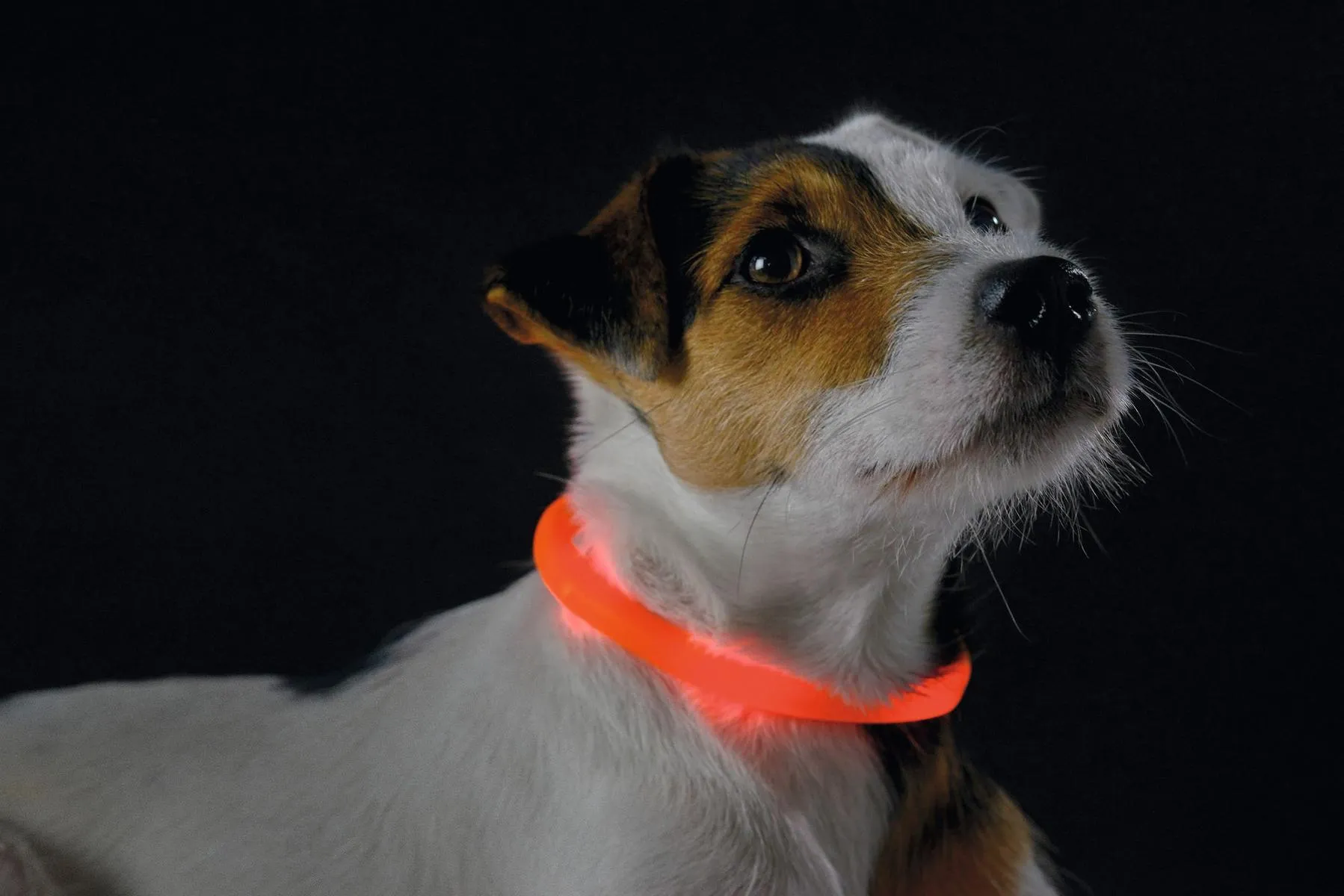 LED Leuchtschlauch Yukon, Hund