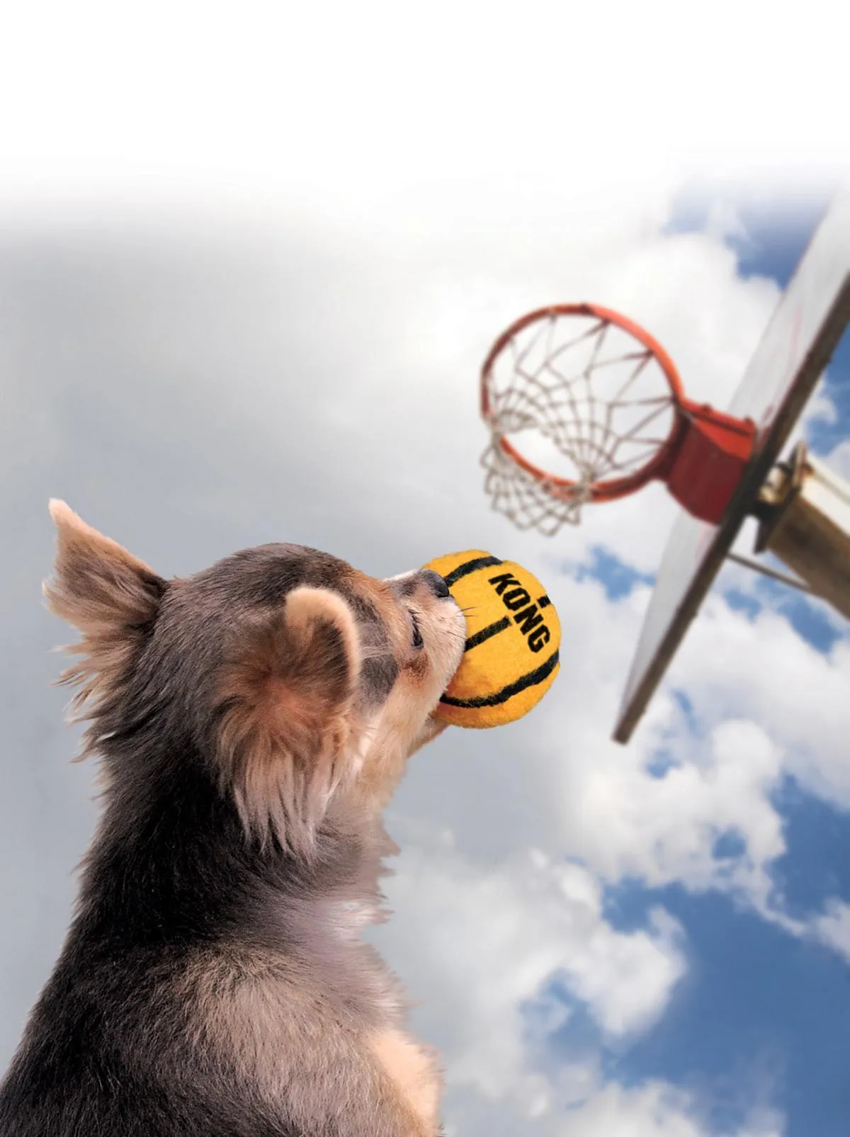 Hundespielzeug KONG Sport