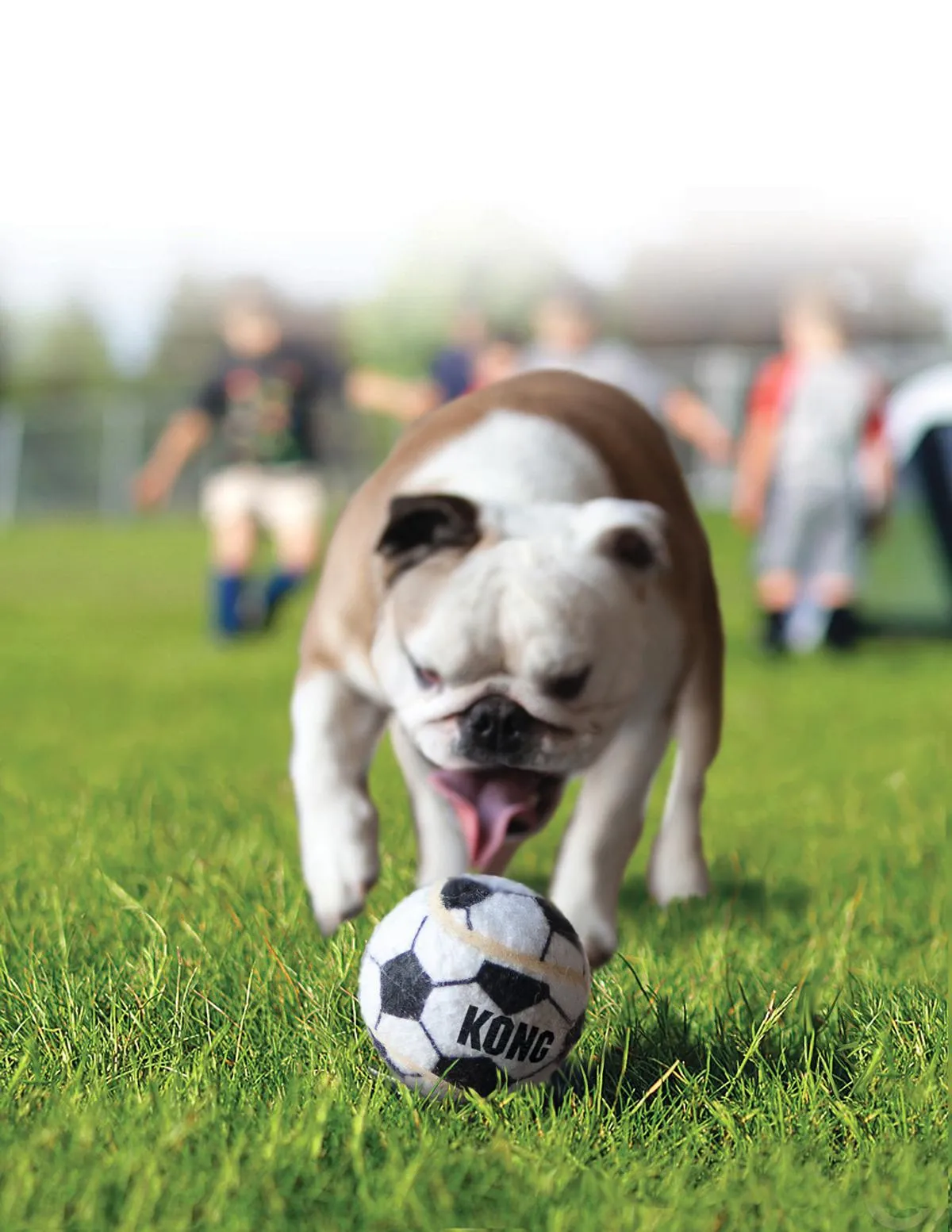 Hundespielzeug KONG Sport