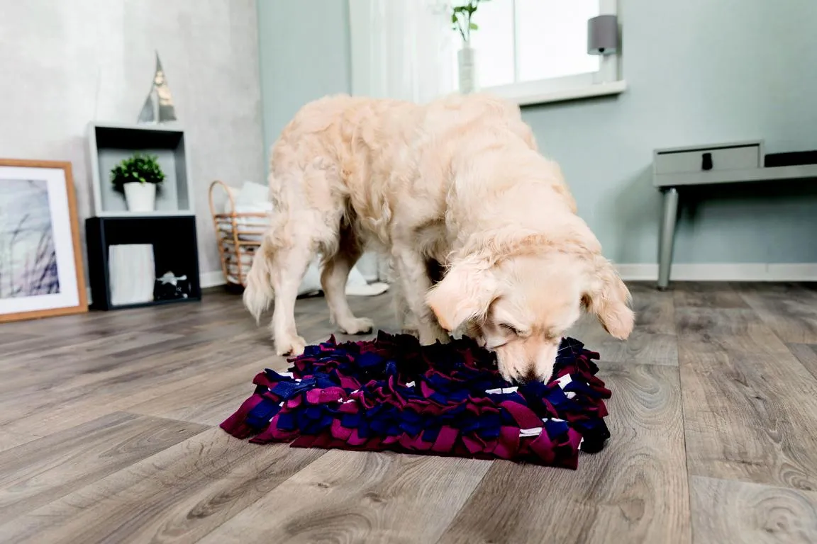 Activity Schn&uuml;ffelteppich