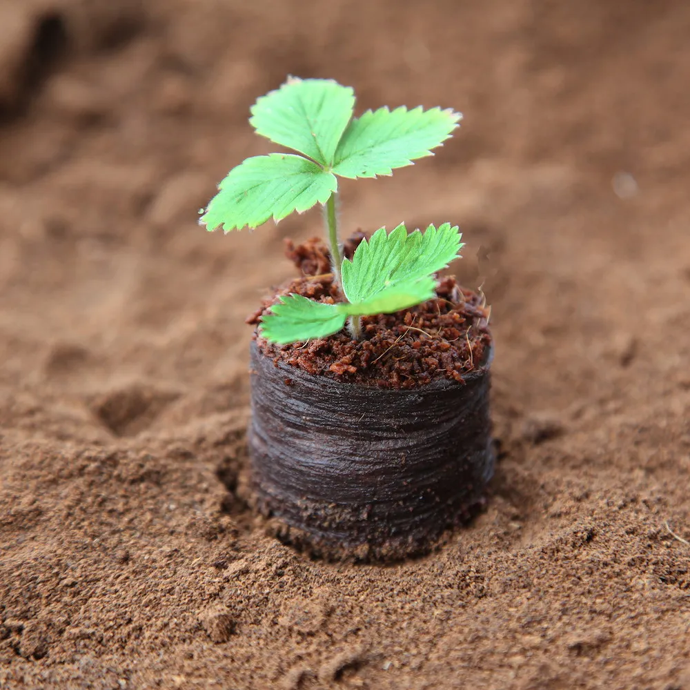 Torfquellt&ouml;pfe Classic