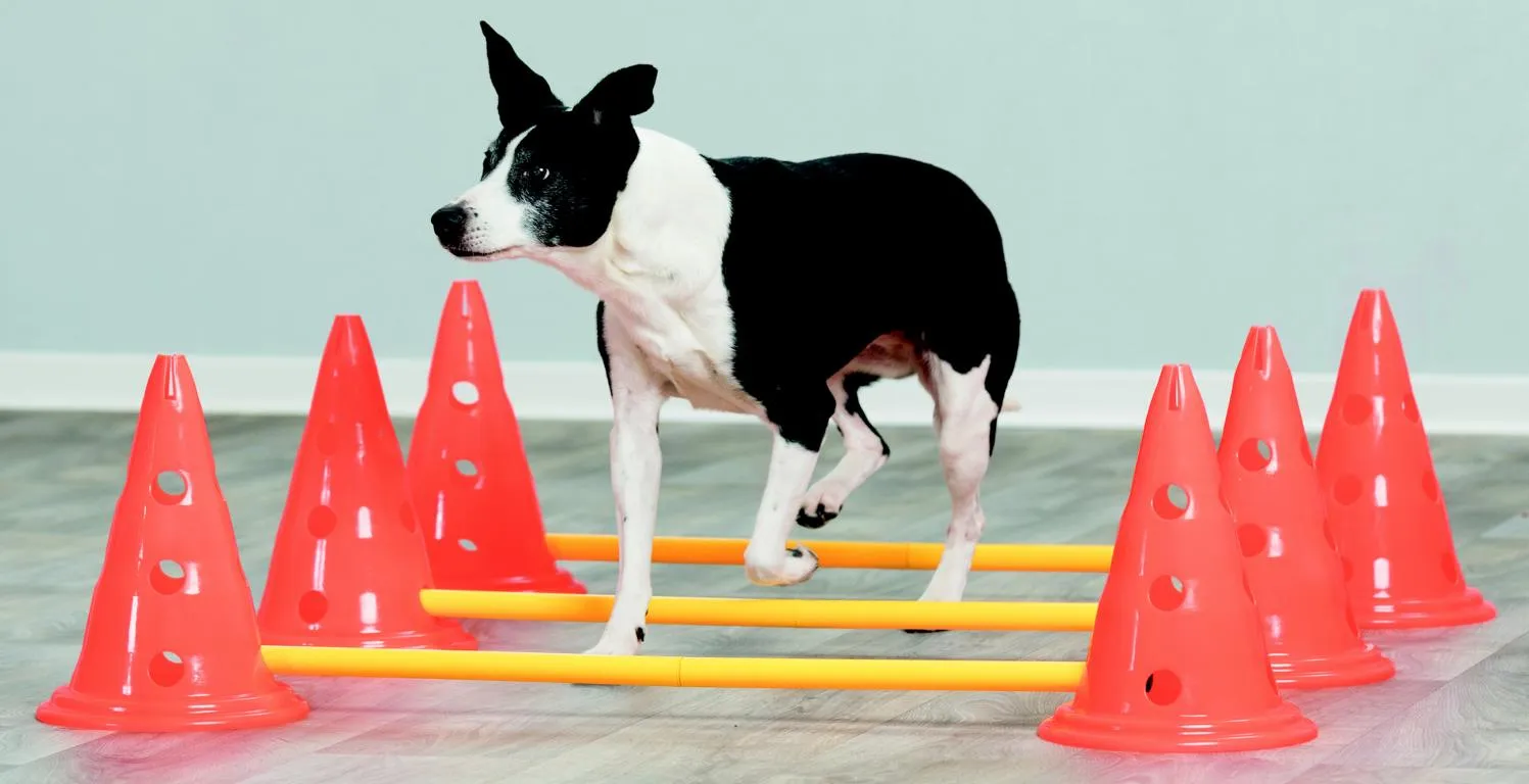 Dog Activity Hindernisse, 3 St