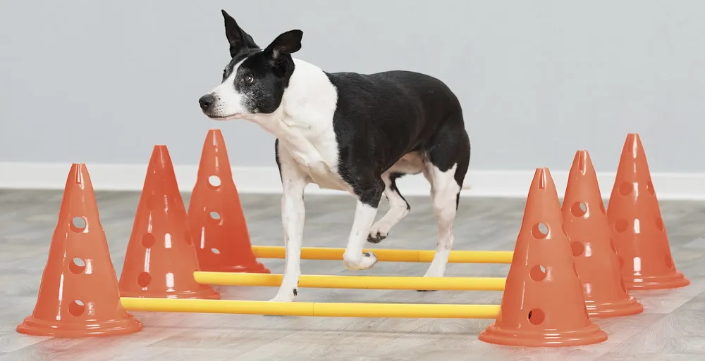 Dog Activity Hindernisse, 3 St