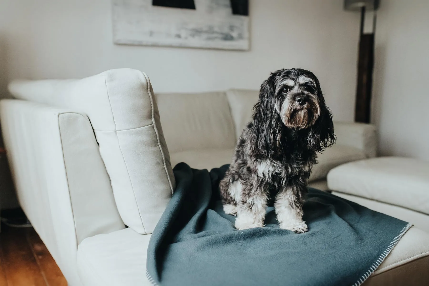 Hundedecke Casper