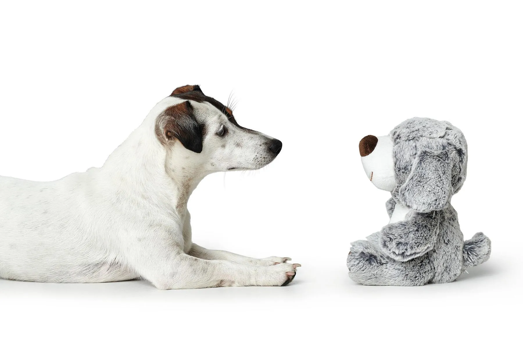 Hundespielzeug Faro Hund