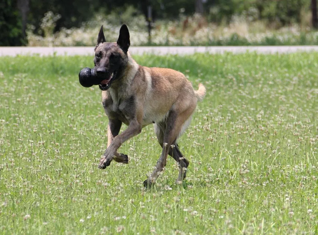 KING KONG Giant schwarz