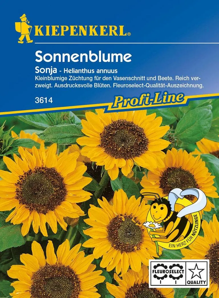 Helianthus Sonja