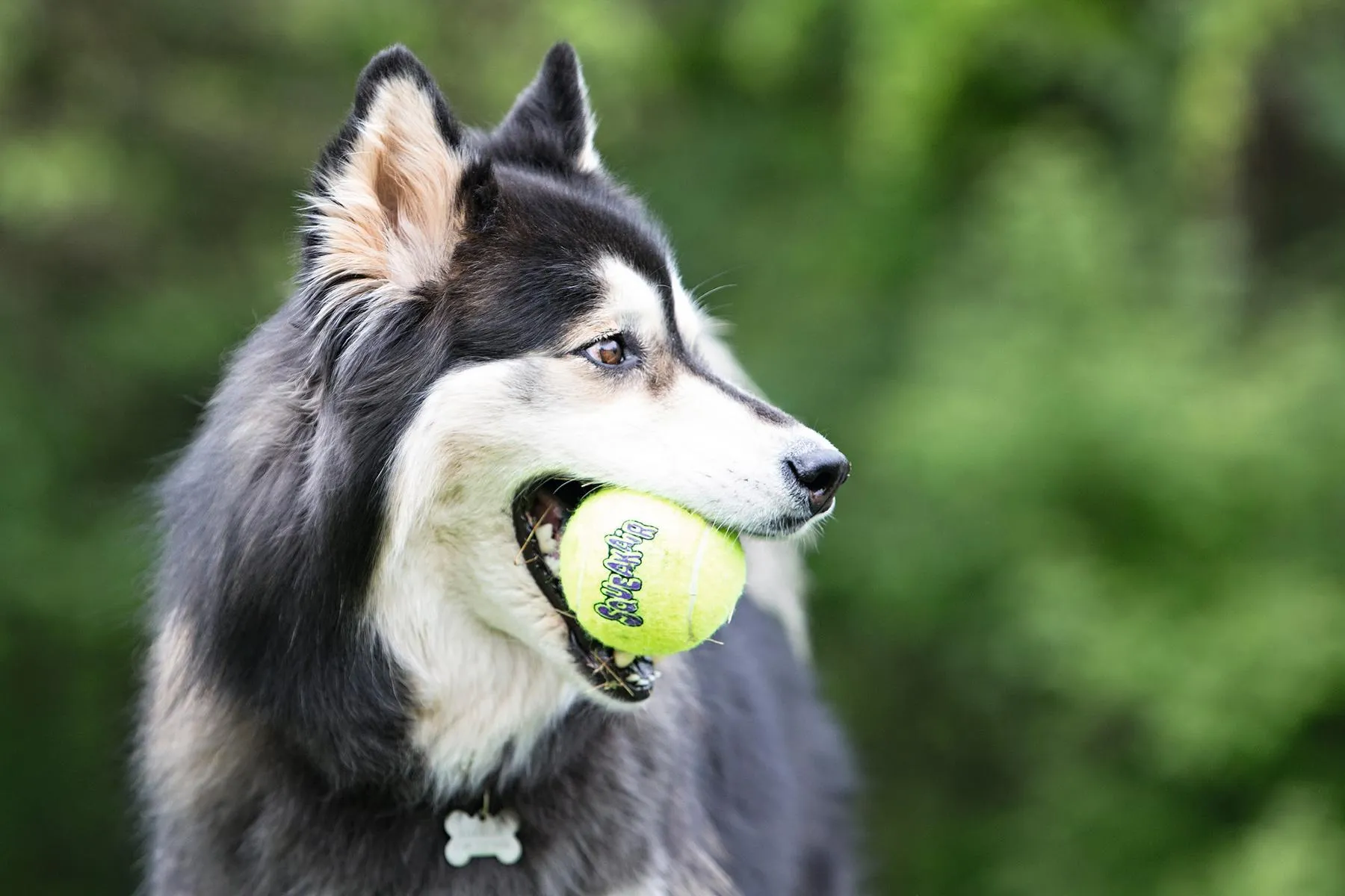 Hundespielzeug KONG