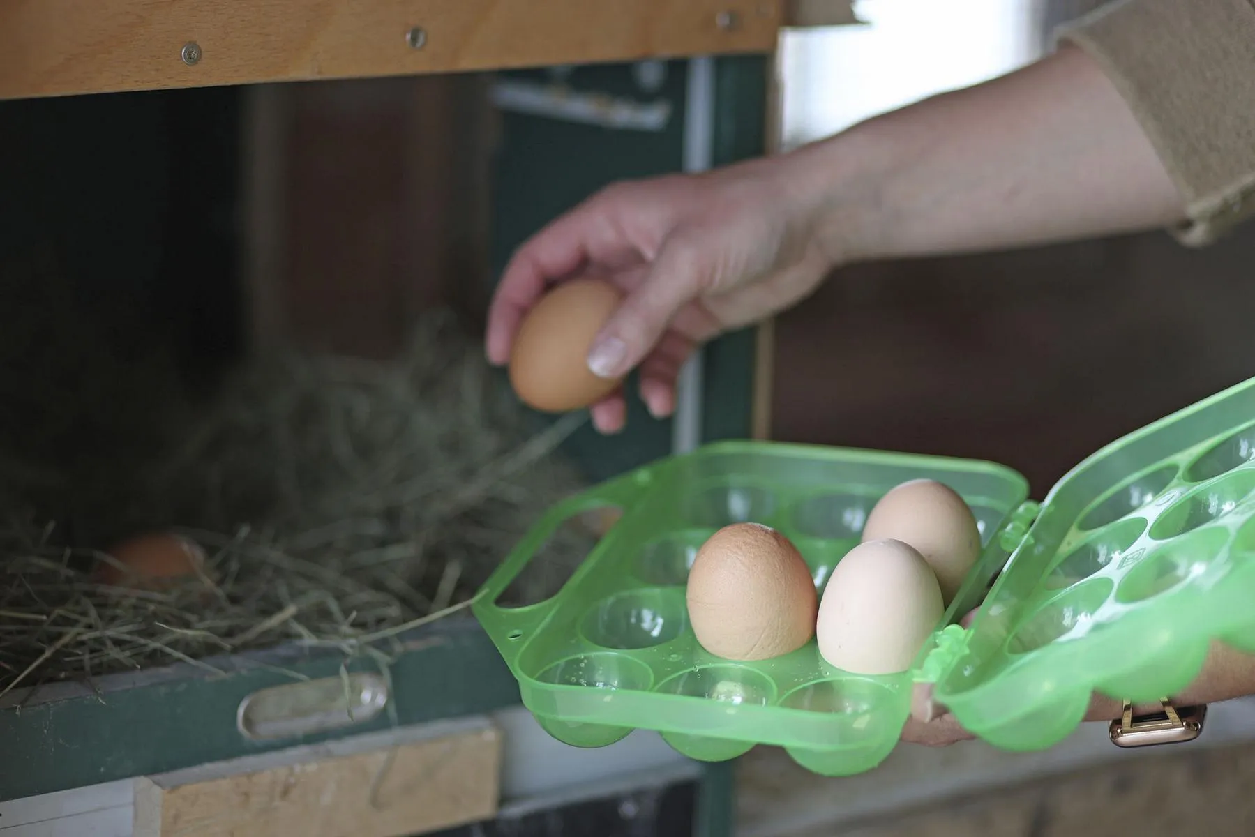 Eier Aufbewahrung aus