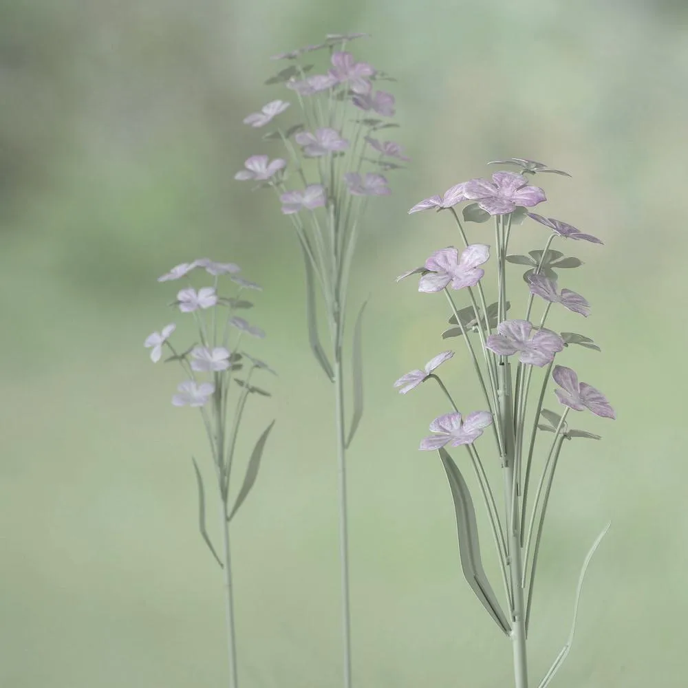 Gartenstab Cosmea, 2 sort.,