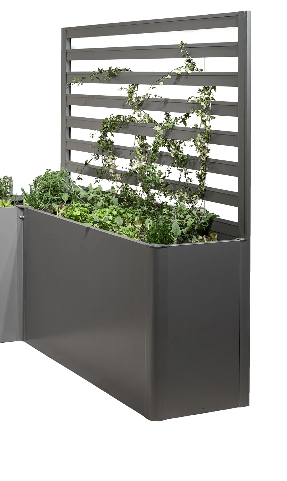 Rankgitter (1 Stk) f&uuml;r 1,5m