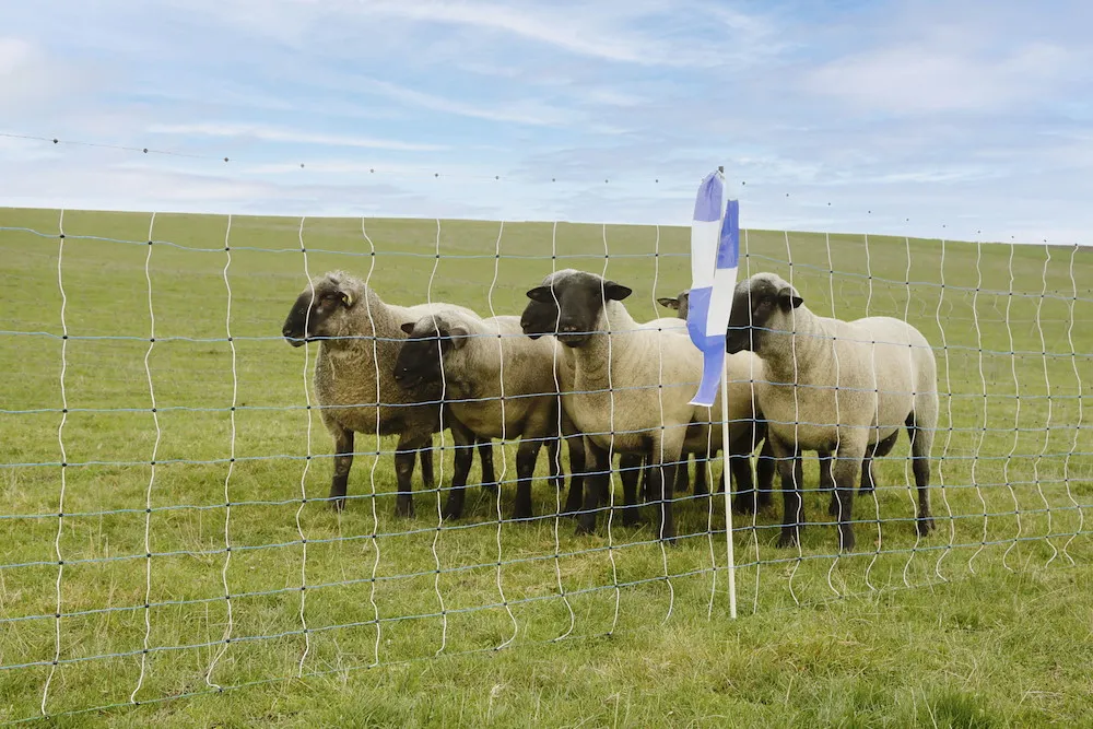 OviNet Maxi, wei&szlig;/blau,