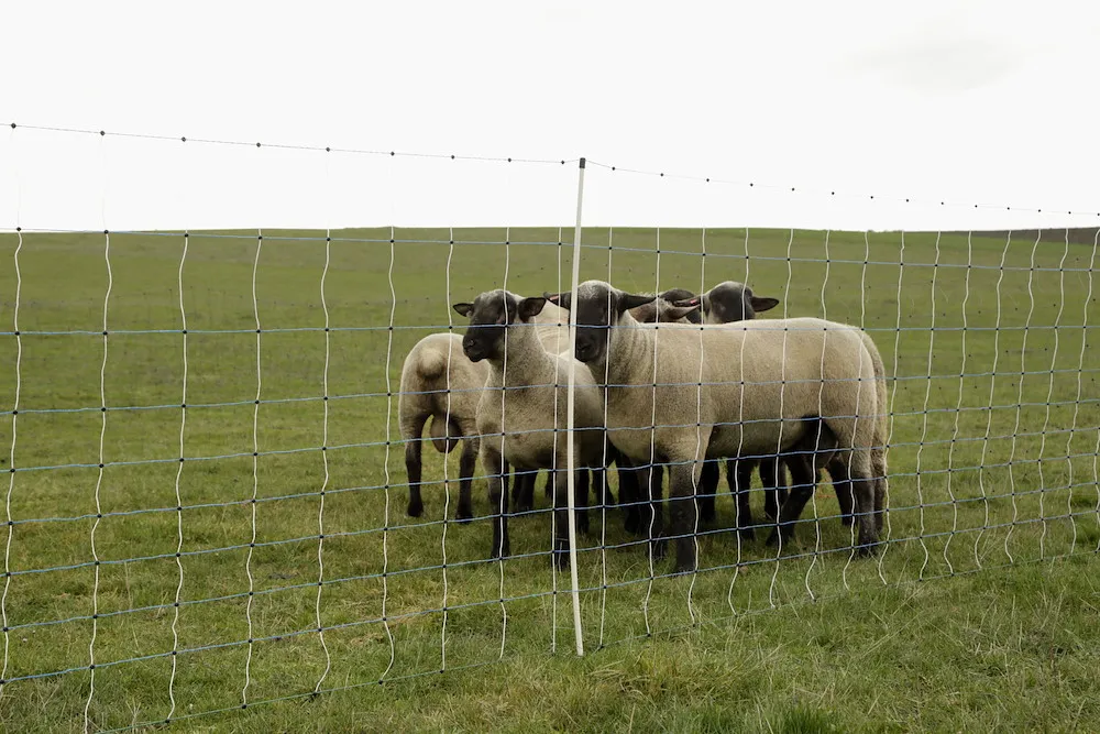 OviNet Maxi, wei&szlig;/blau,