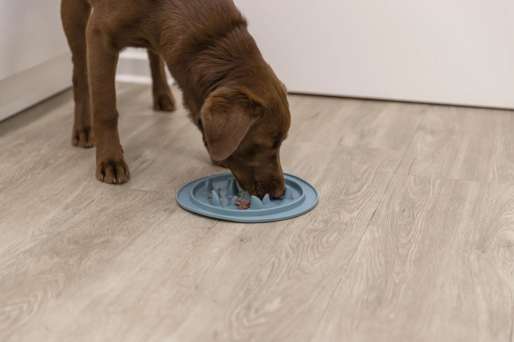 Slow Feeding Matte, TPE