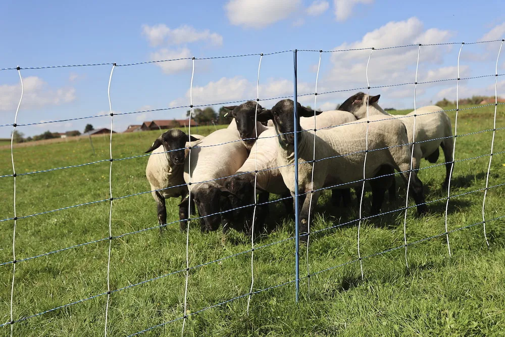 TitanNet Premium Vario,50m,+/-