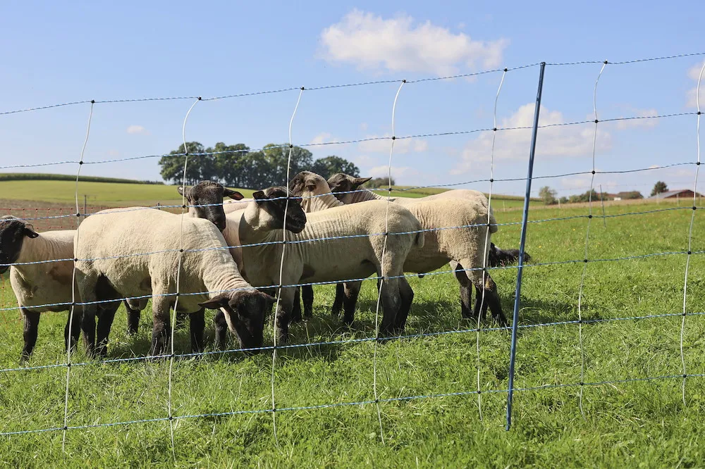 TitanNet Premium Vario,50m,+/-