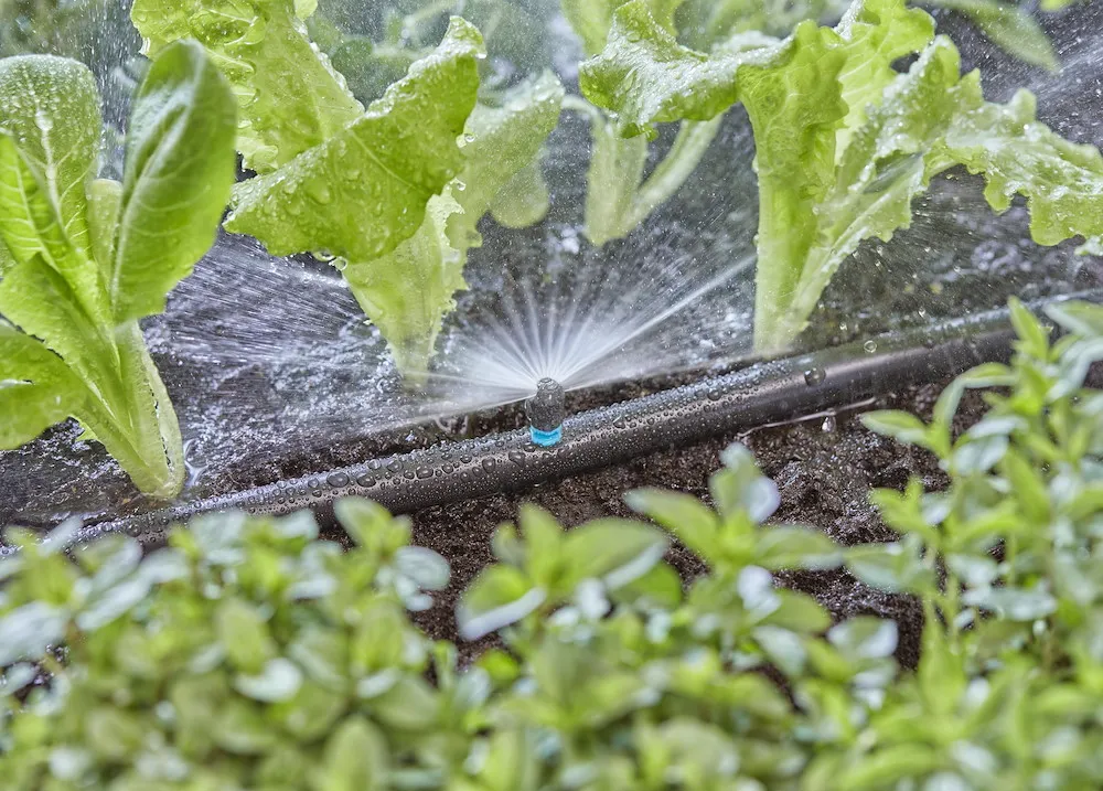 Micro-Drip-System Spr&uuml;hd&uuml;se