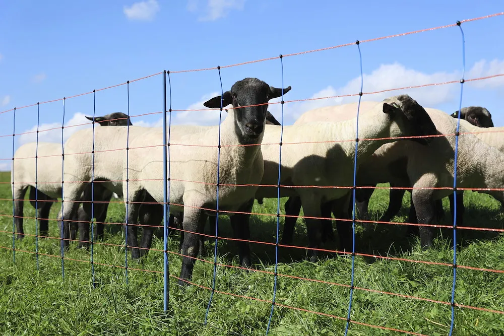 TitanNet Premium, 50m,