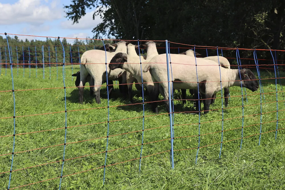 TitanNet Premium, 50m,