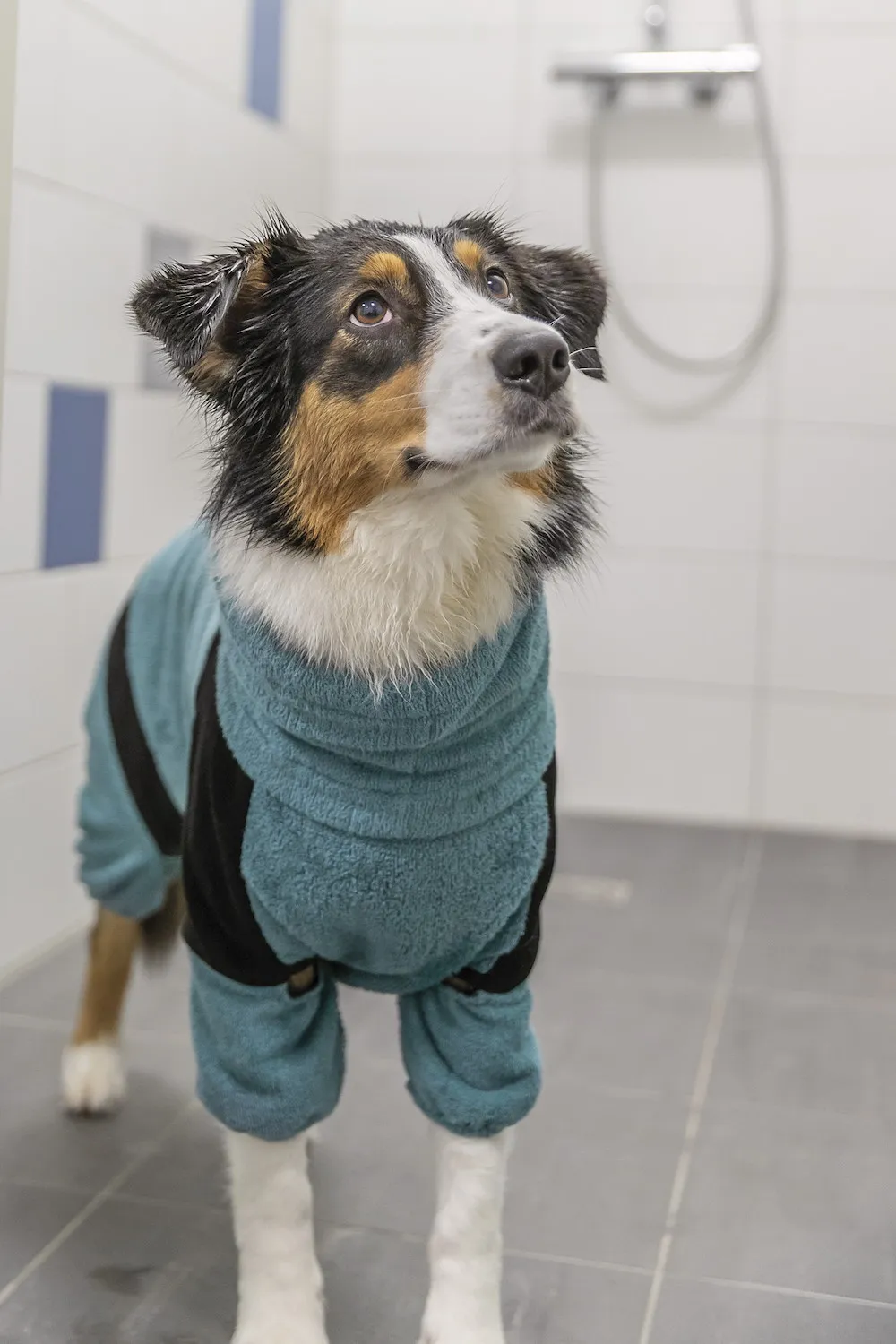 Bade- & Hausoverall f&uuml;r Hunde