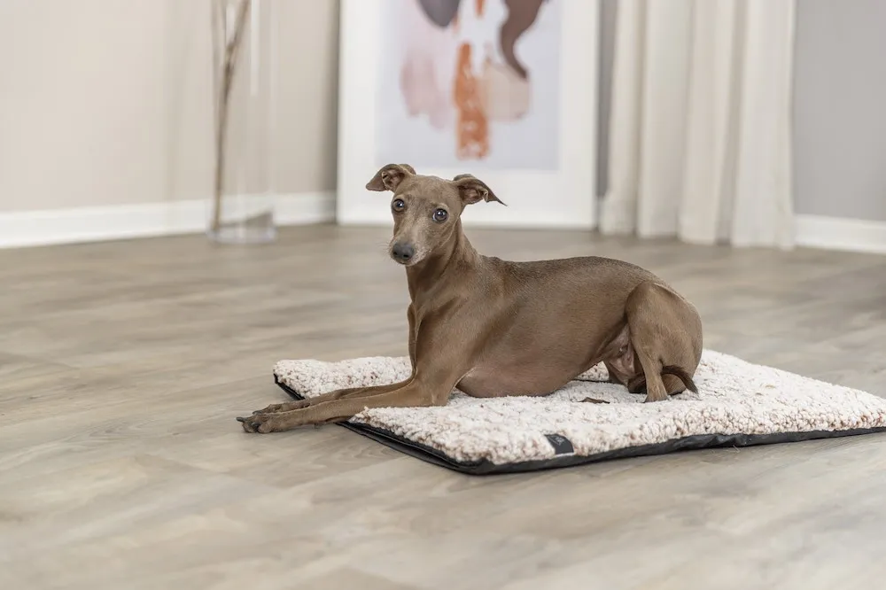 Liegematte Calida m.w&auml;rmerefl.