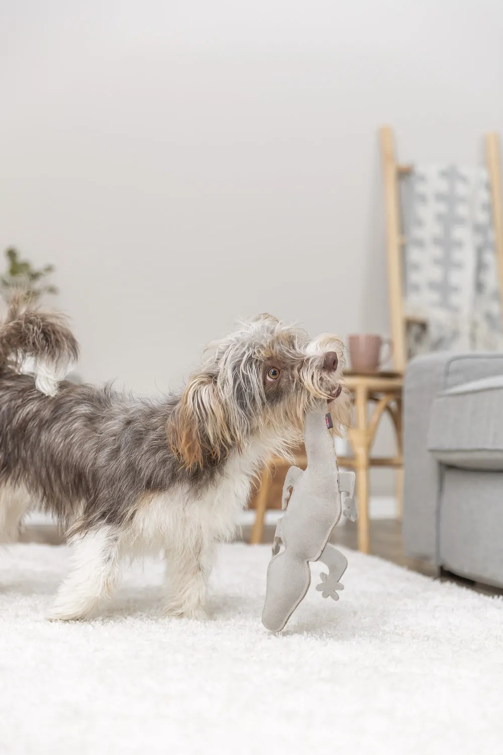 Hundespielzeug Salamander,